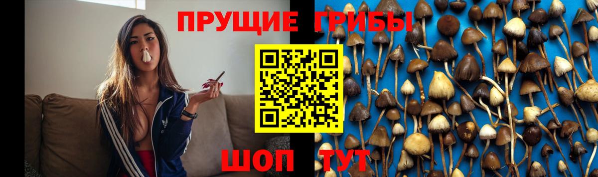 Фурманов  Псилоцибиновые грибы Psilocybine cubensis  Вход с VPN 